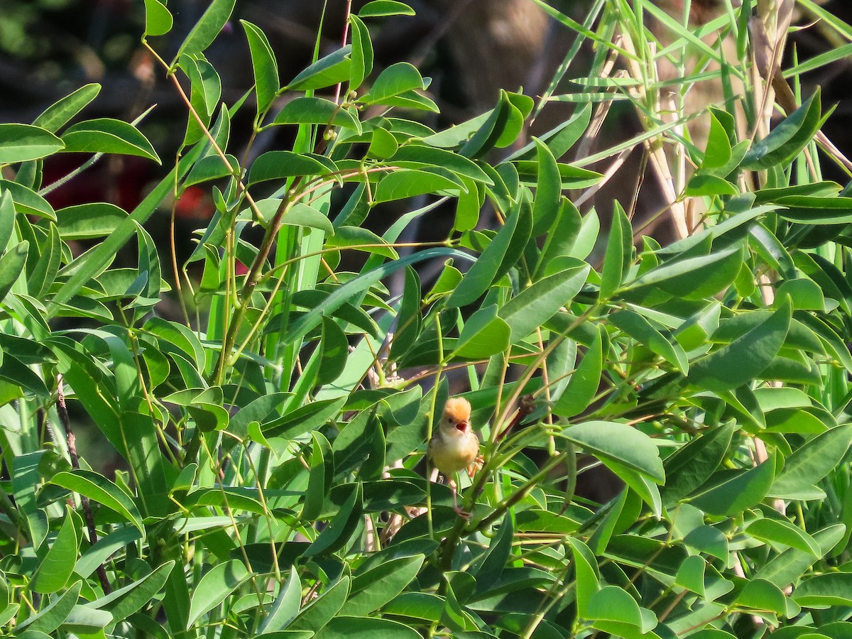 Golden-headed Cisticola - ML646037036