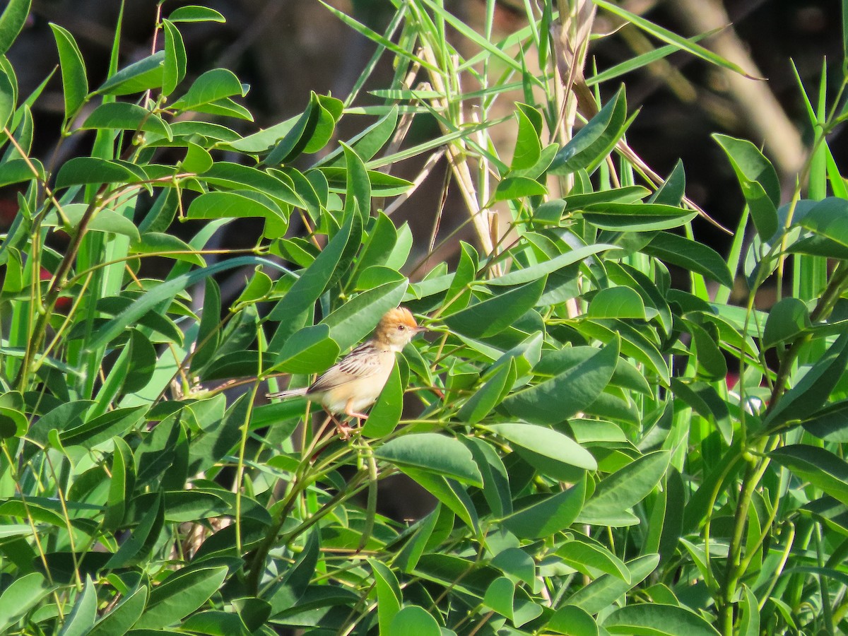 Golden-headed Cisticola - ML646037037