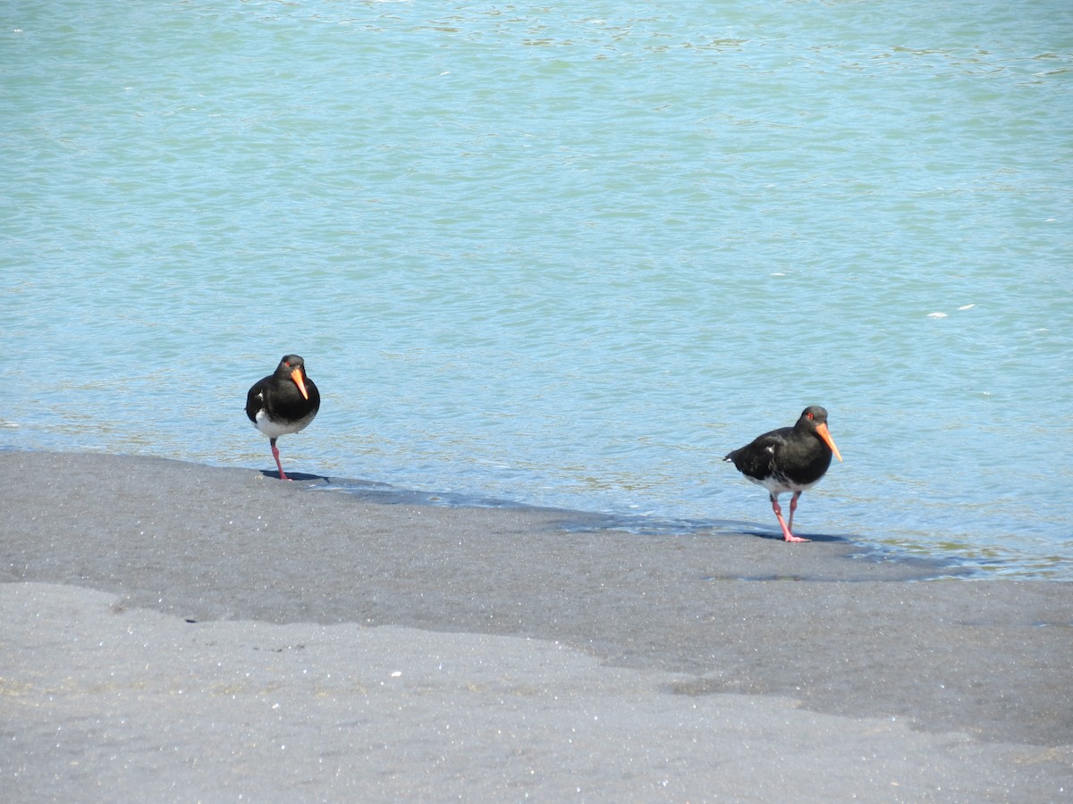 Variable Oystercatcher - ML646037042