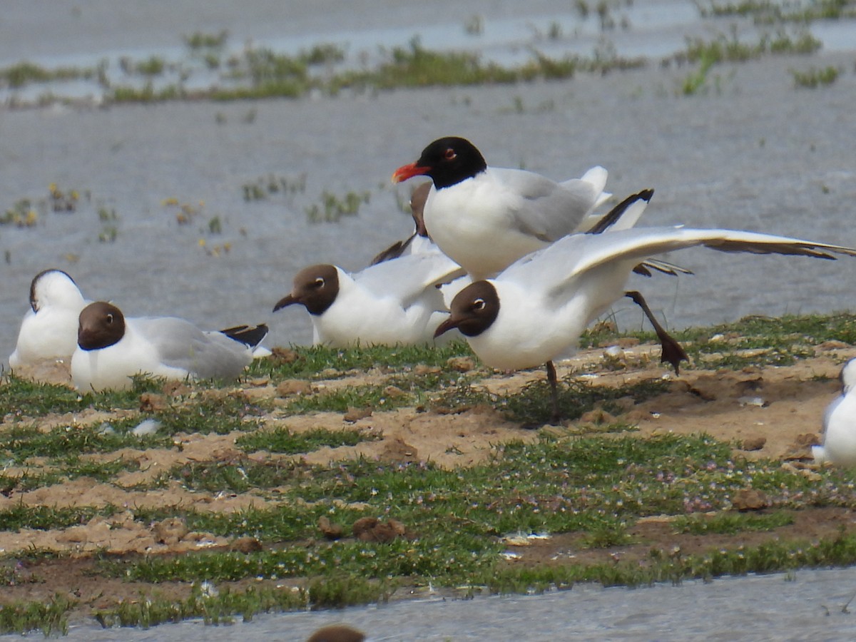 Mediterranean Gull - ML646037043