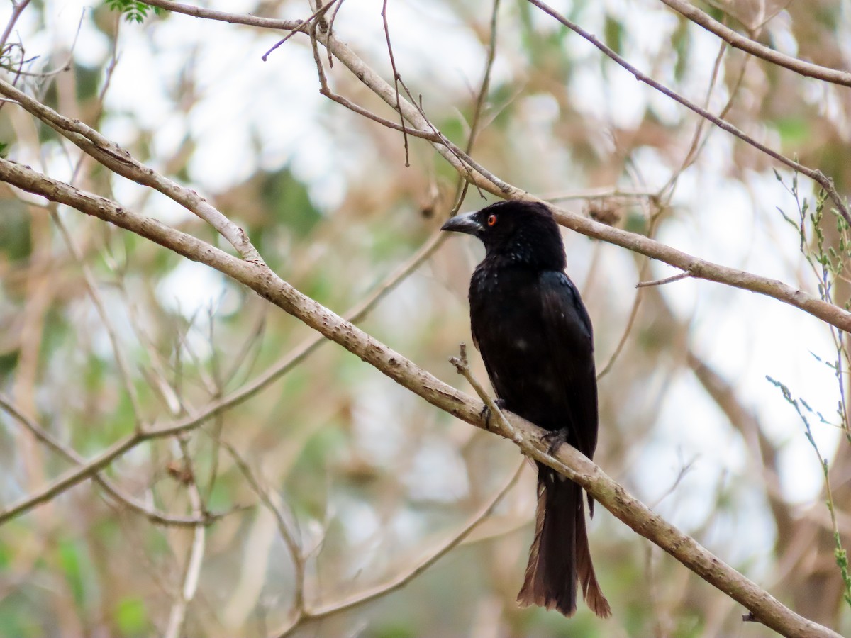 Spangled Drongo - ML646037045