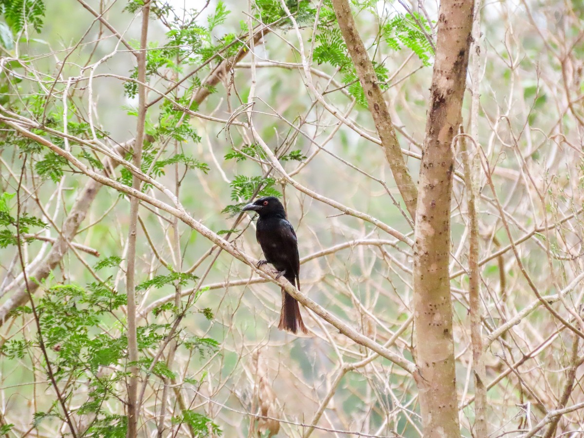 Spangled Drongo - ML646037046