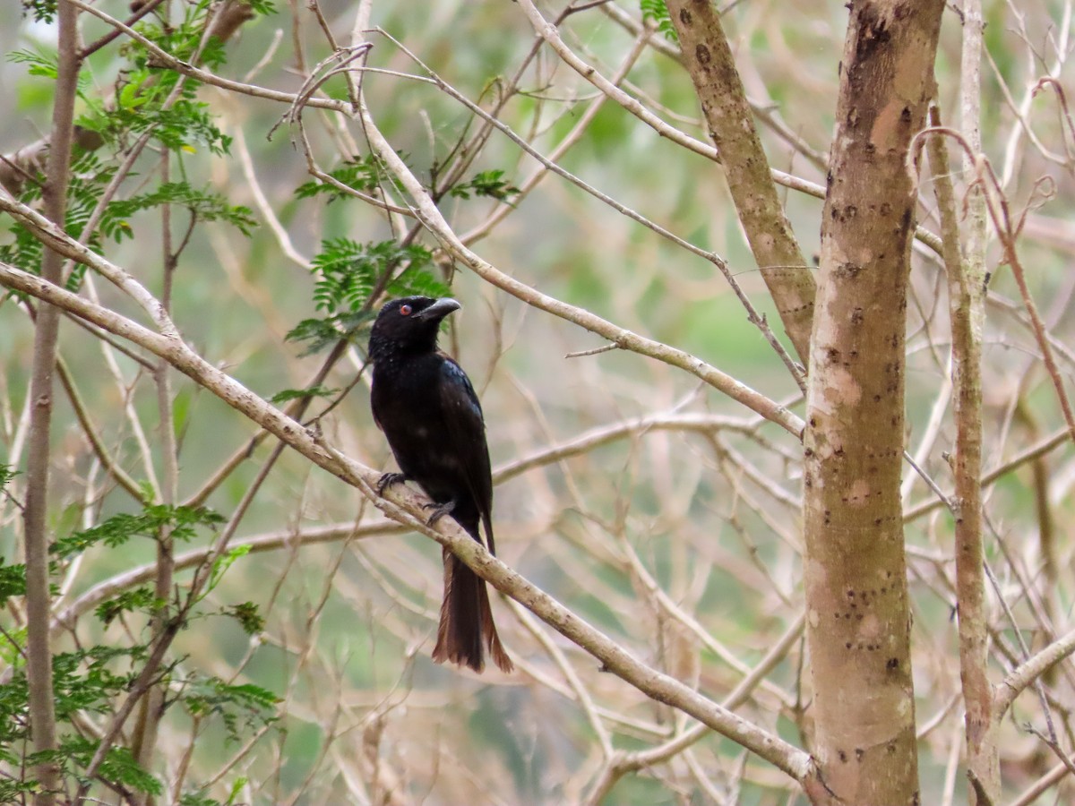 Spangled Drongo - ML646037048