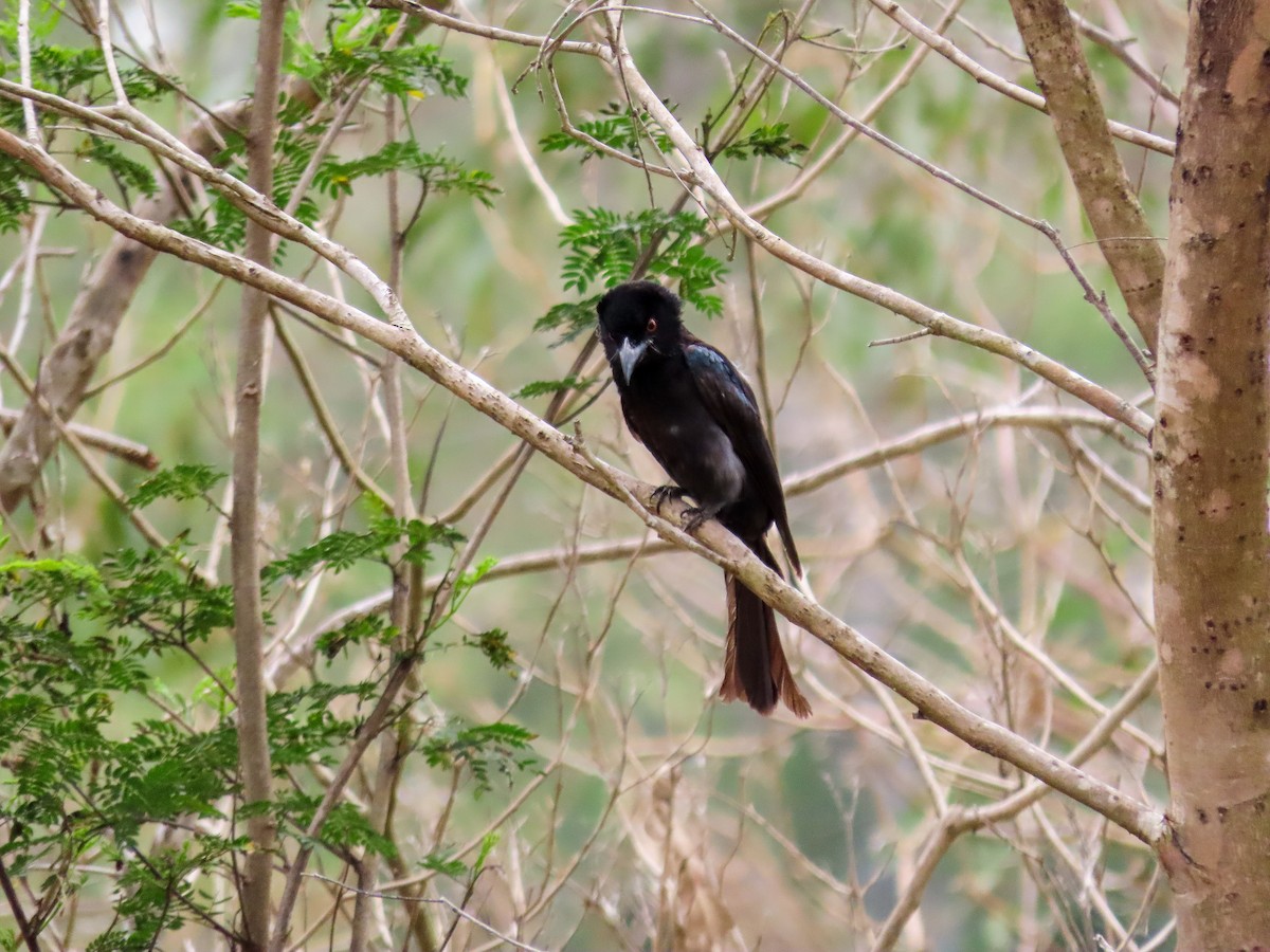Spangled Drongo - ML646037049