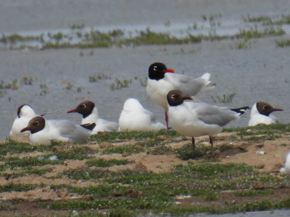 Mediterranean Gull - ML646037050