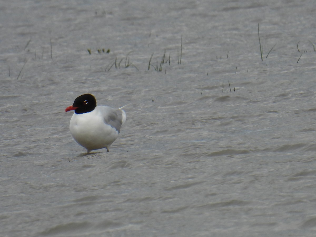 Mediterranean Gull - ML646037052