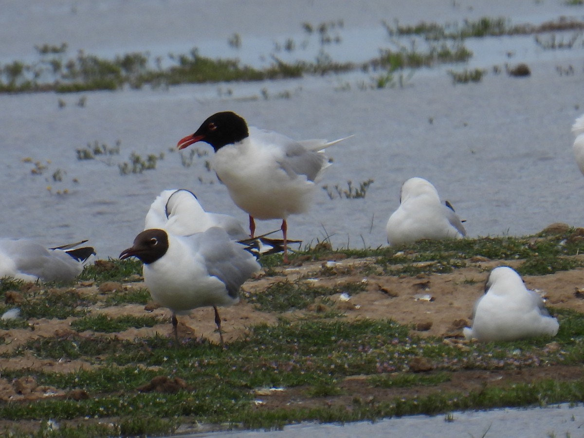 Mediterranean Gull - ML646037061