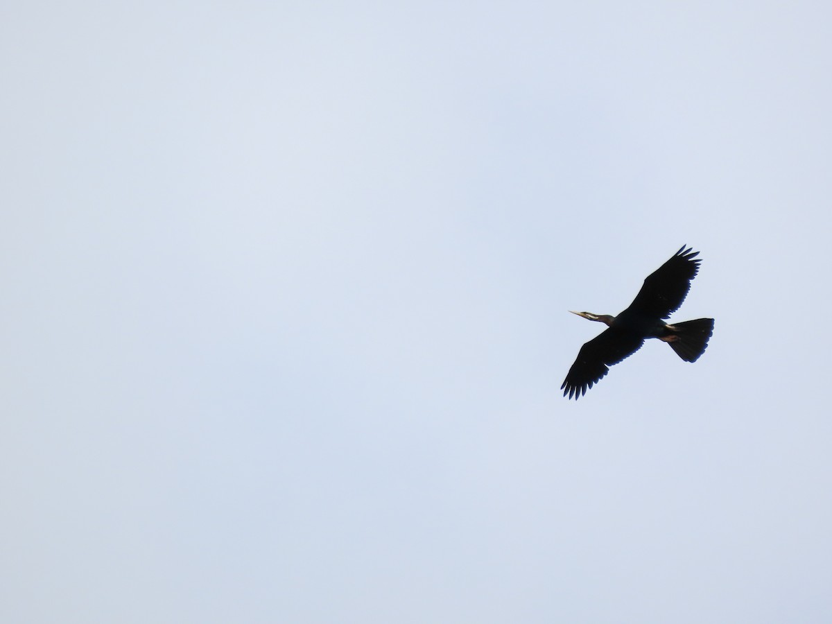 Australasian Darter - ML646037064