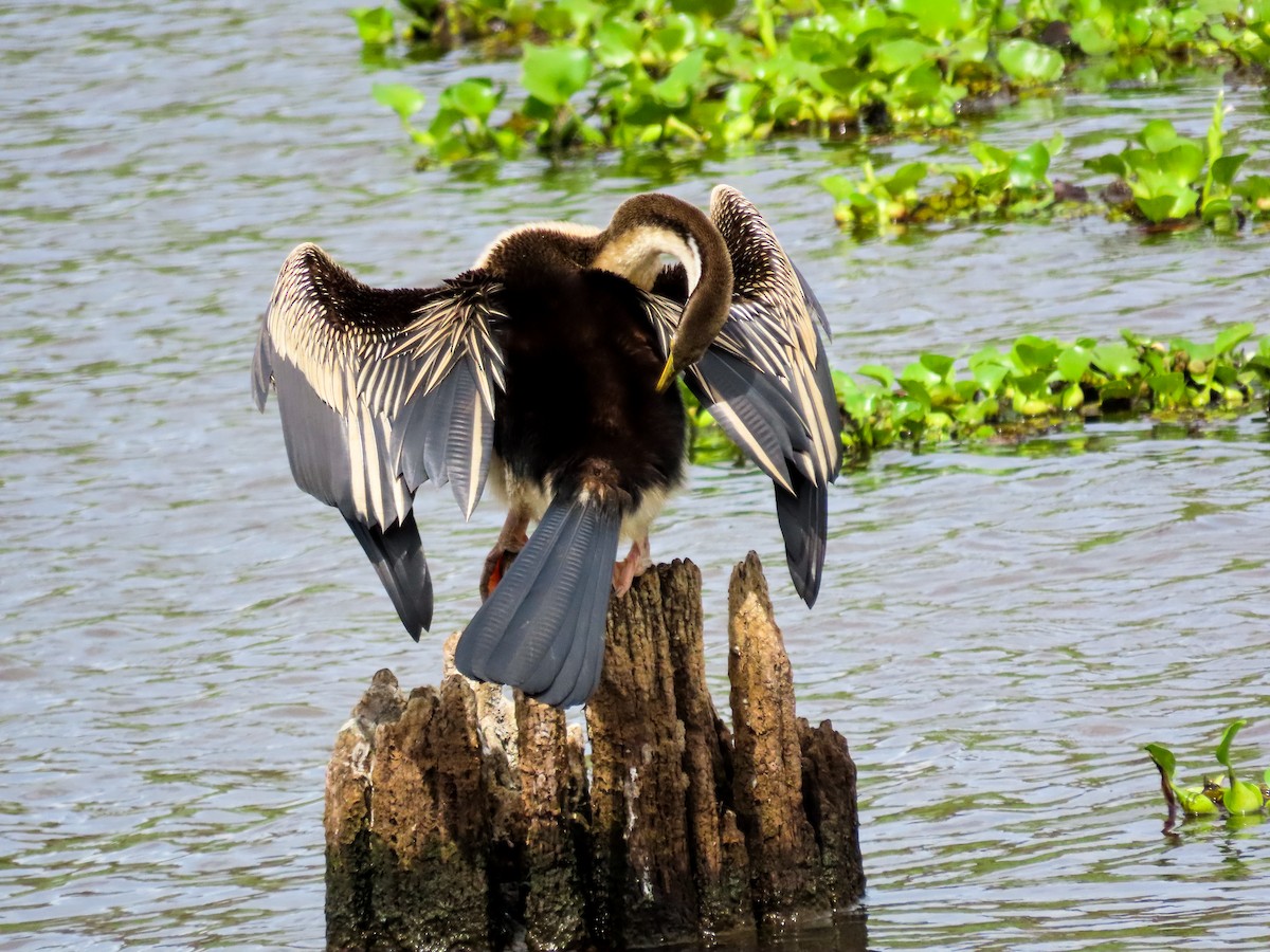 オーストラリアヘビウ - ML646037073