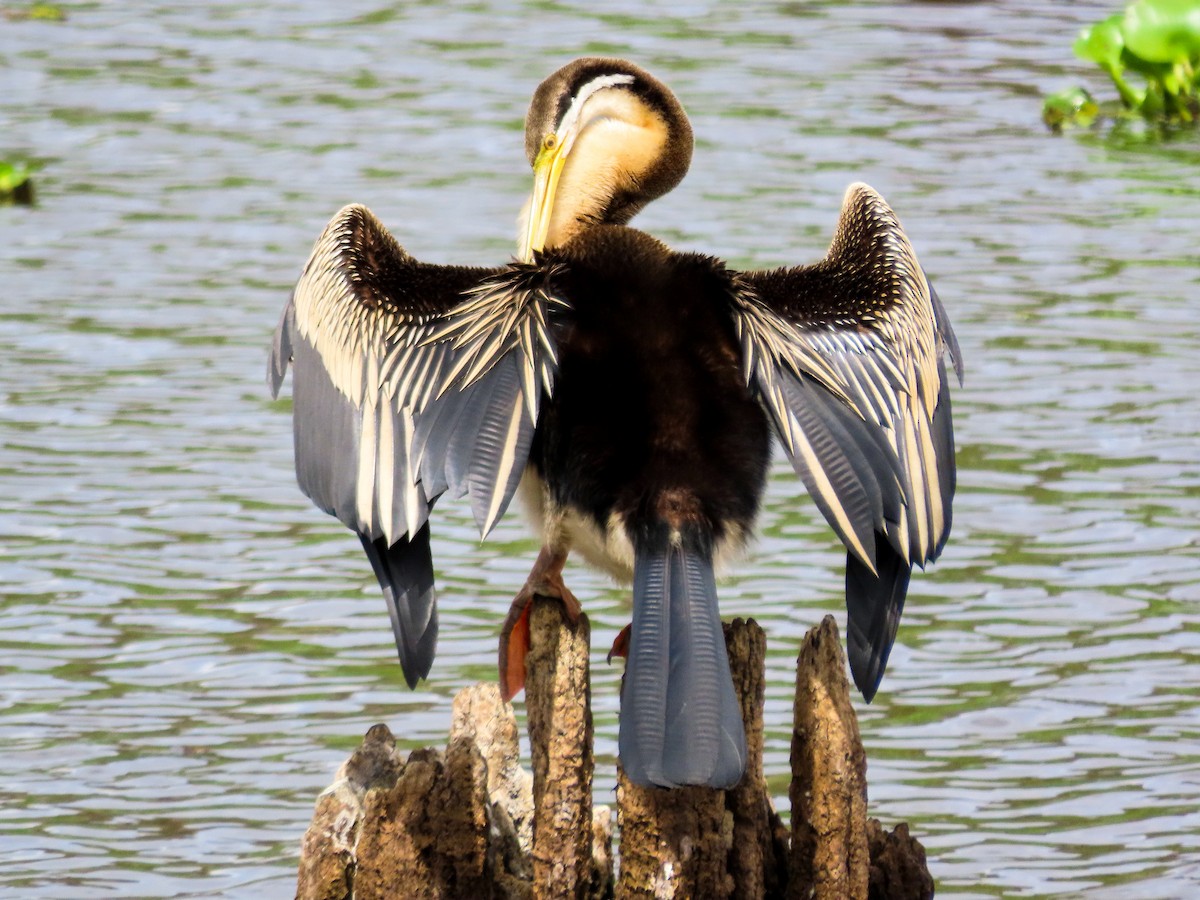 Australasian Darter - ML646037074