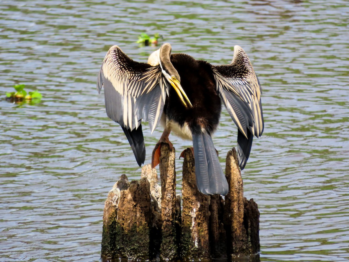 Australasian Darter - ML646037075