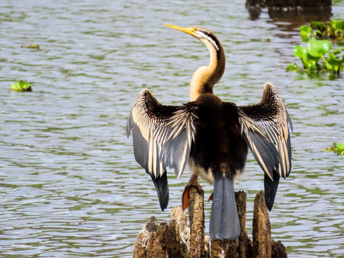 オーストラリアヘビウ - ML646037076