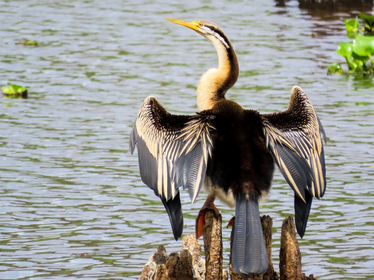 オーストラリアヘビウ - ML646037077