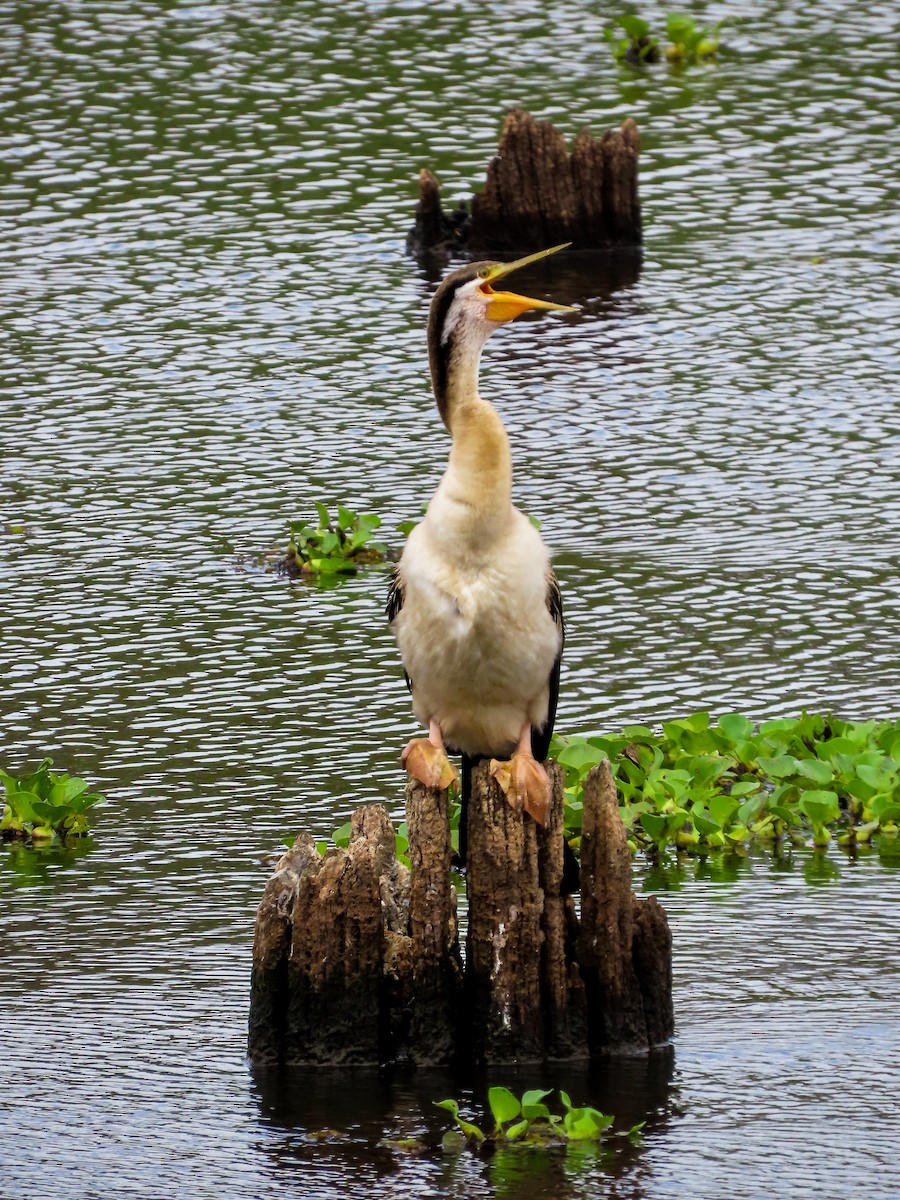 オーストラリアヘビウ - ML646037078