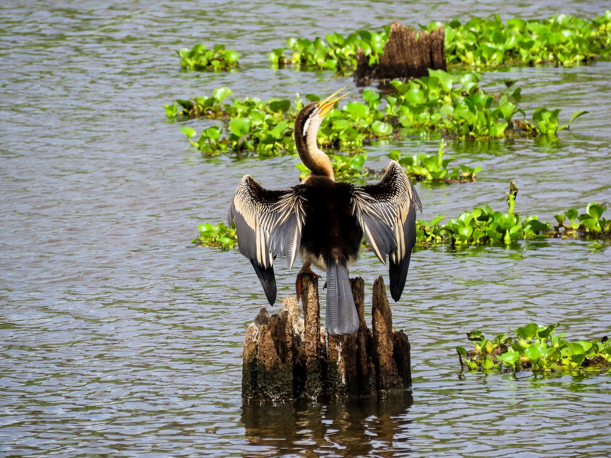 オーストラリアヘビウ - ML646037079