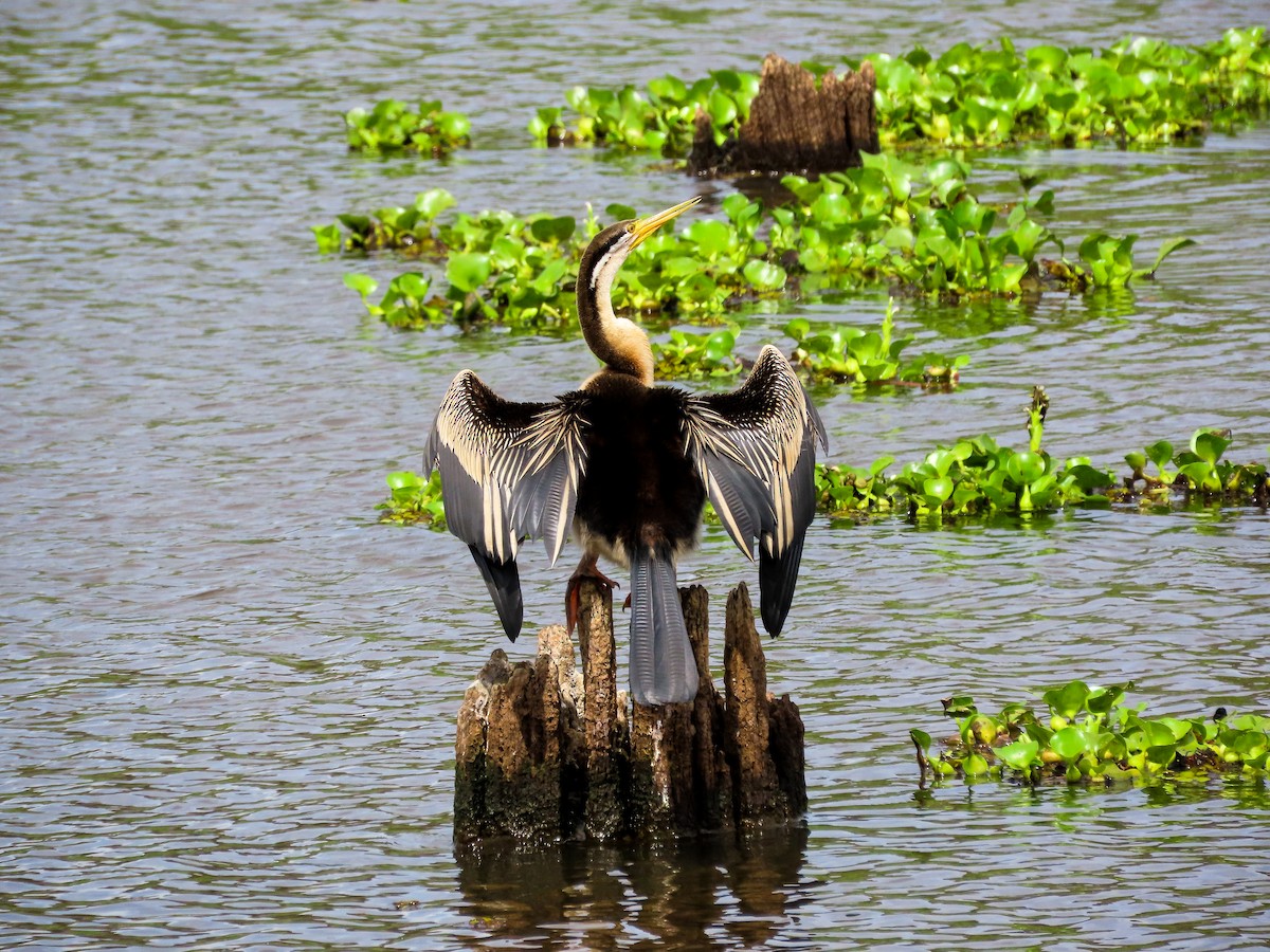 オーストラリアヘビウ - ML646037080