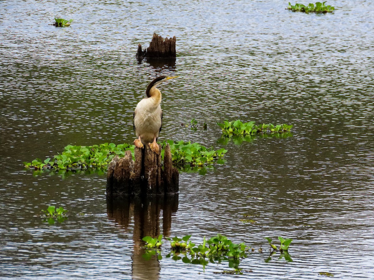 オーストラリアヘビウ - ML646037081