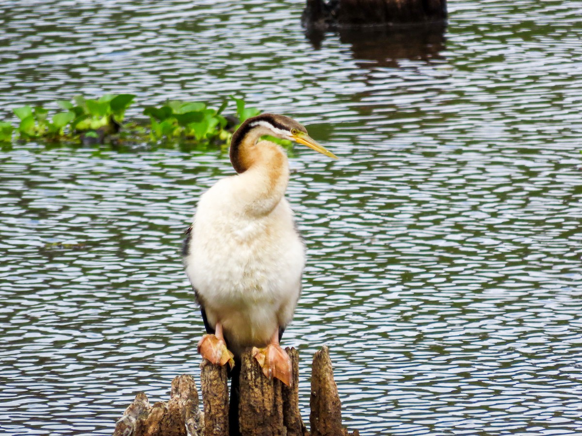 オーストラリアヘビウ - ML646037082