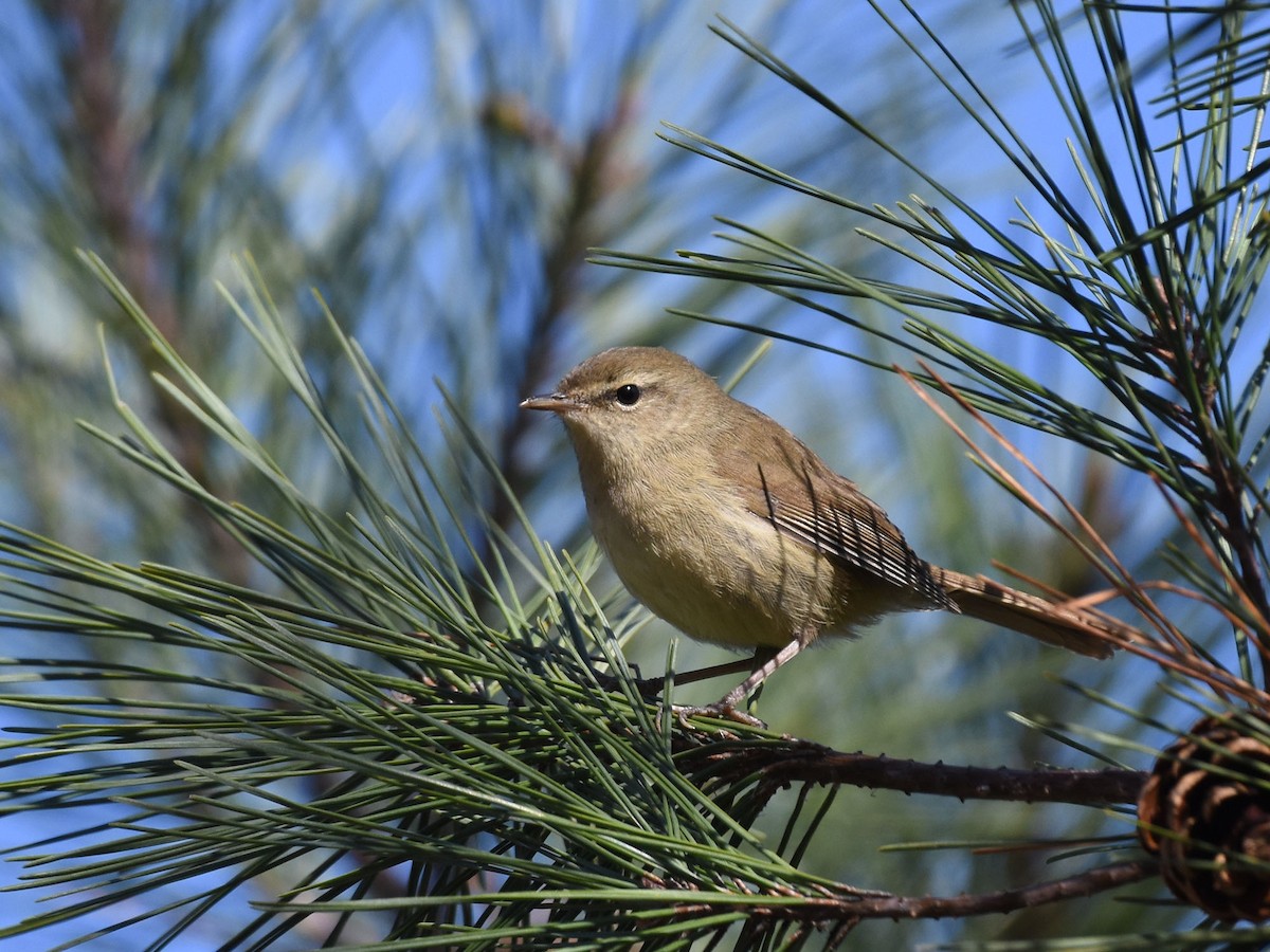 Japanese Bush Warbler - ML646037083