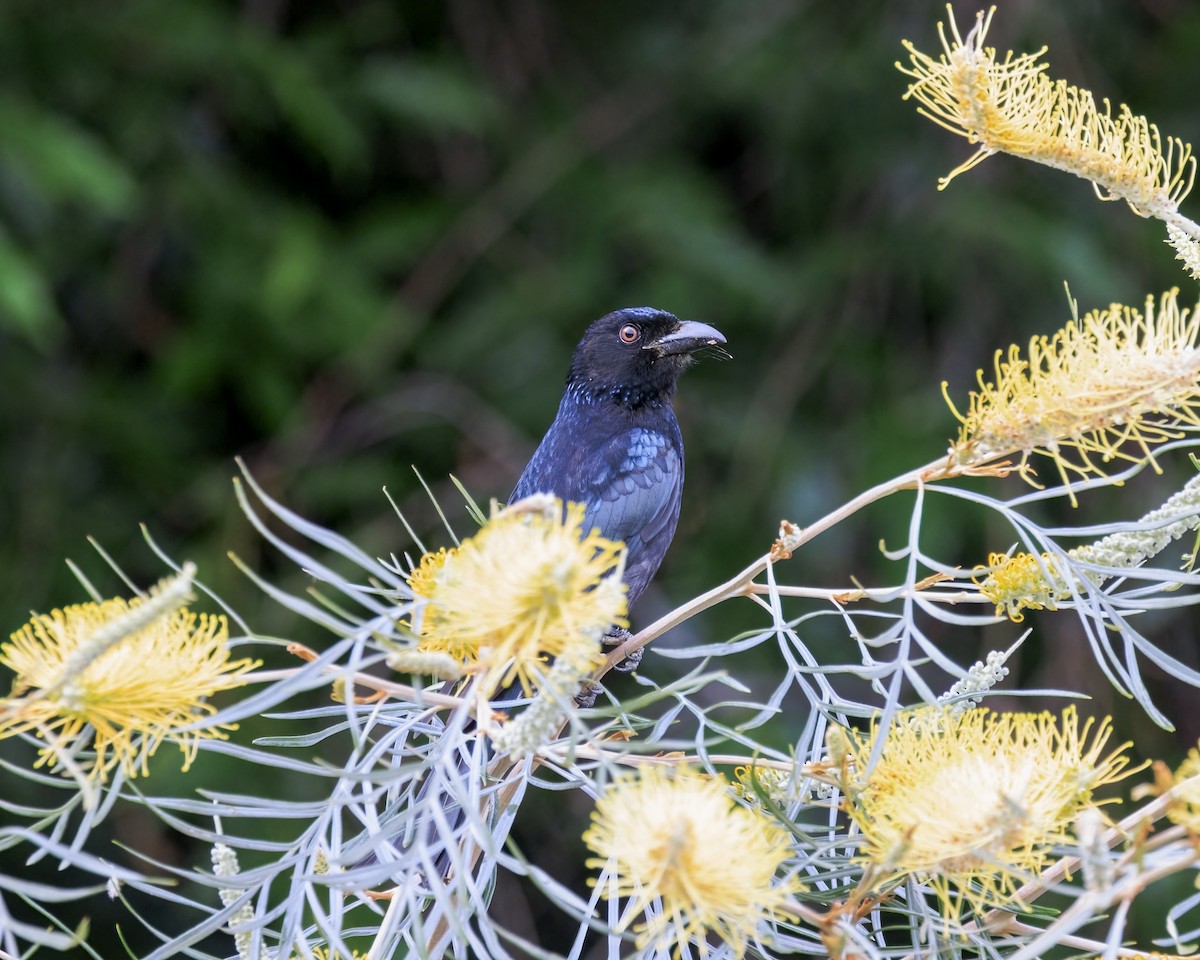 テリオウチュウ - ML646037086