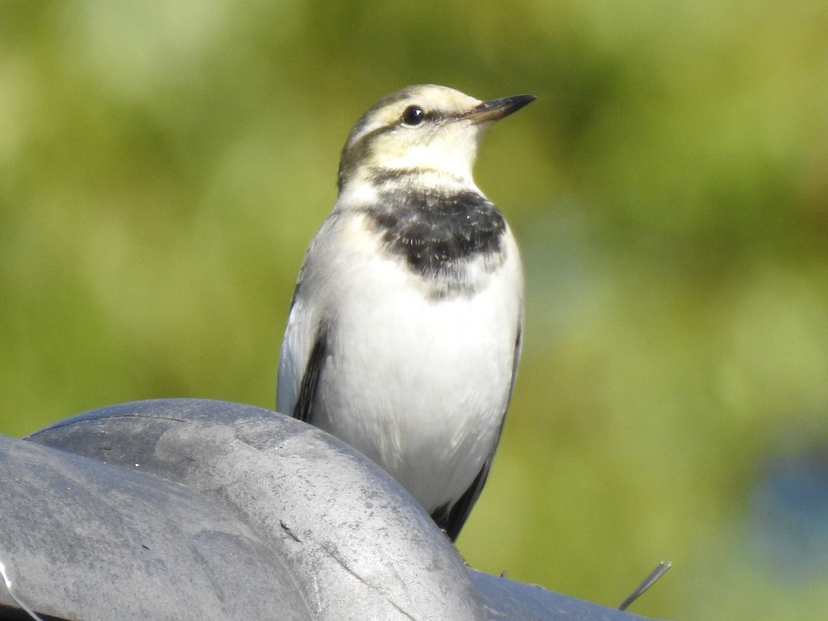 ハクセキレイ - ML646037096