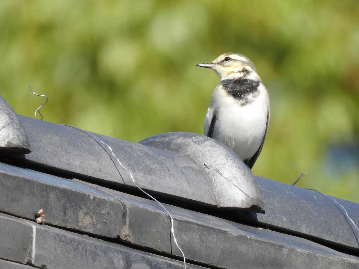 linerle - ML646037097