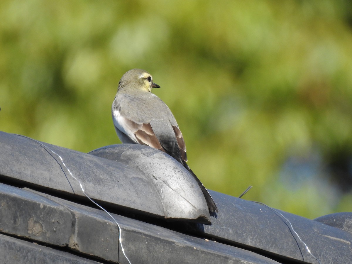 ハクセキレイ - ML646037098