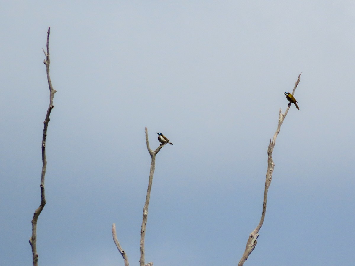 アオツラミツスイ - ML646037099