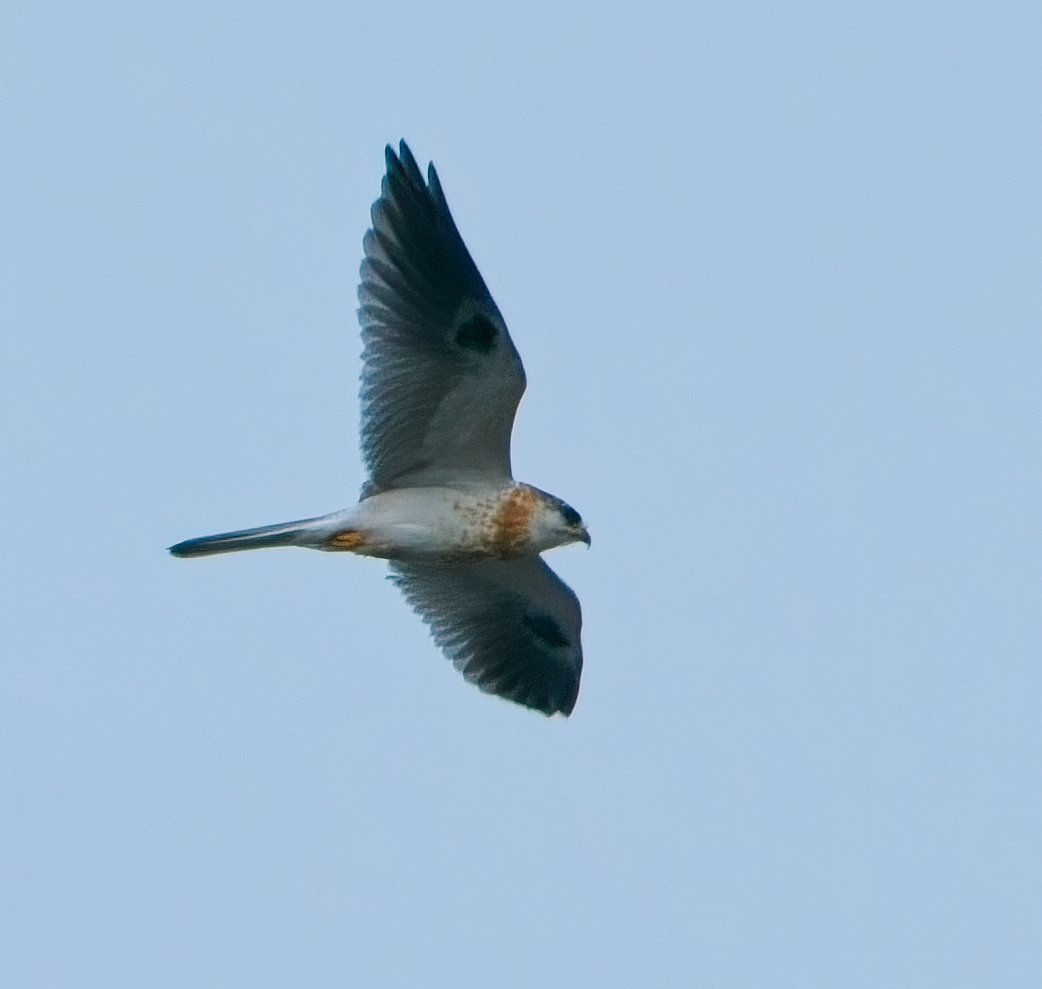 オジロトビ - ML646037100