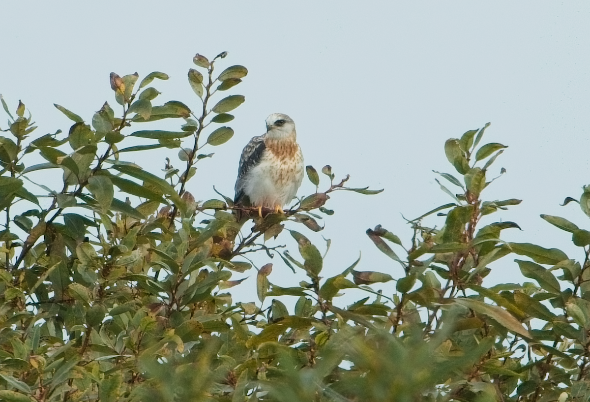 オジロトビ - ML646037102