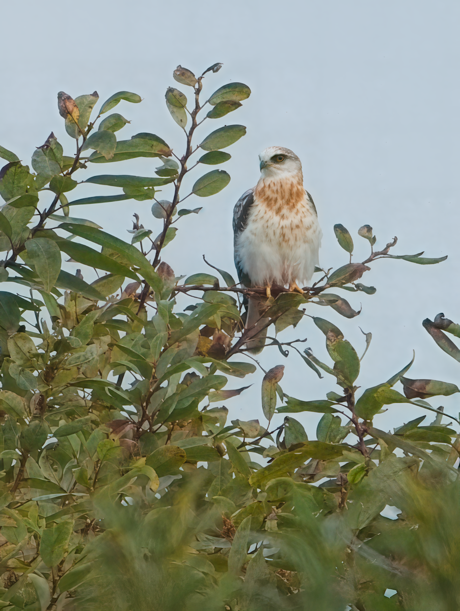 オジロトビ - ML646037103