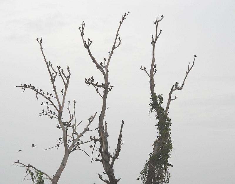 バライロムクドリ - ML646037104