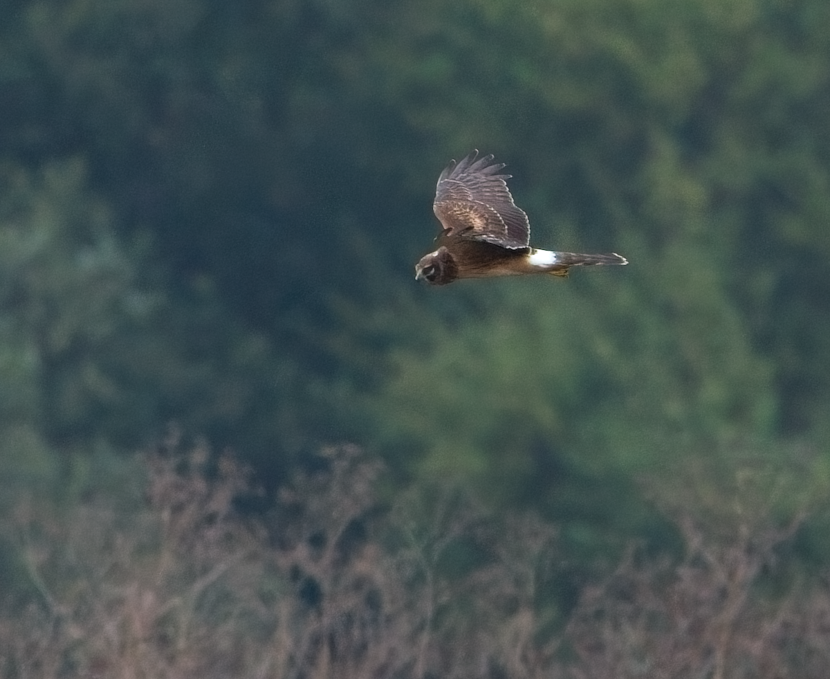 アメリカハイイロチュウヒ - ML646037105