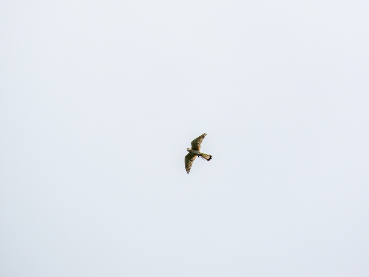 オーストラリアチョウゲンボウ - ML646037106