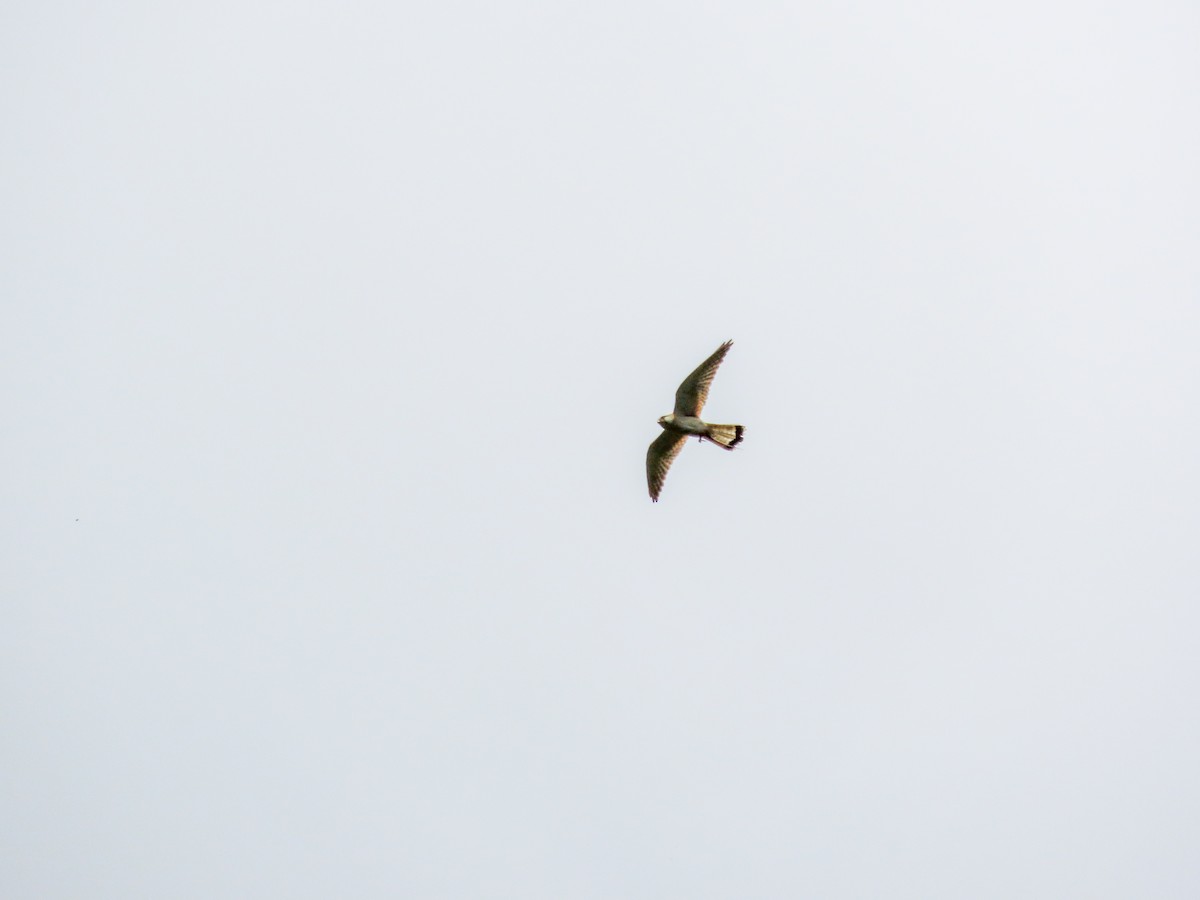 オーストラリアチョウゲンボウ - ML646037107