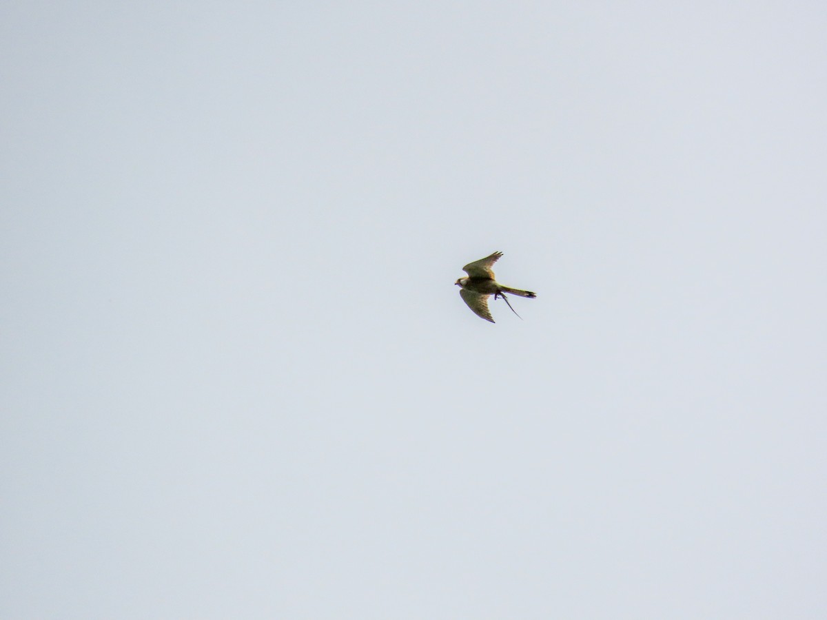 オーストラリアチョウゲンボウ - ML646037108