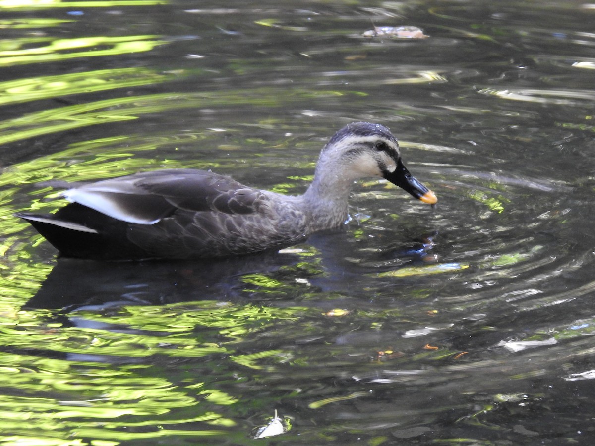 カルガモ - ML646037110