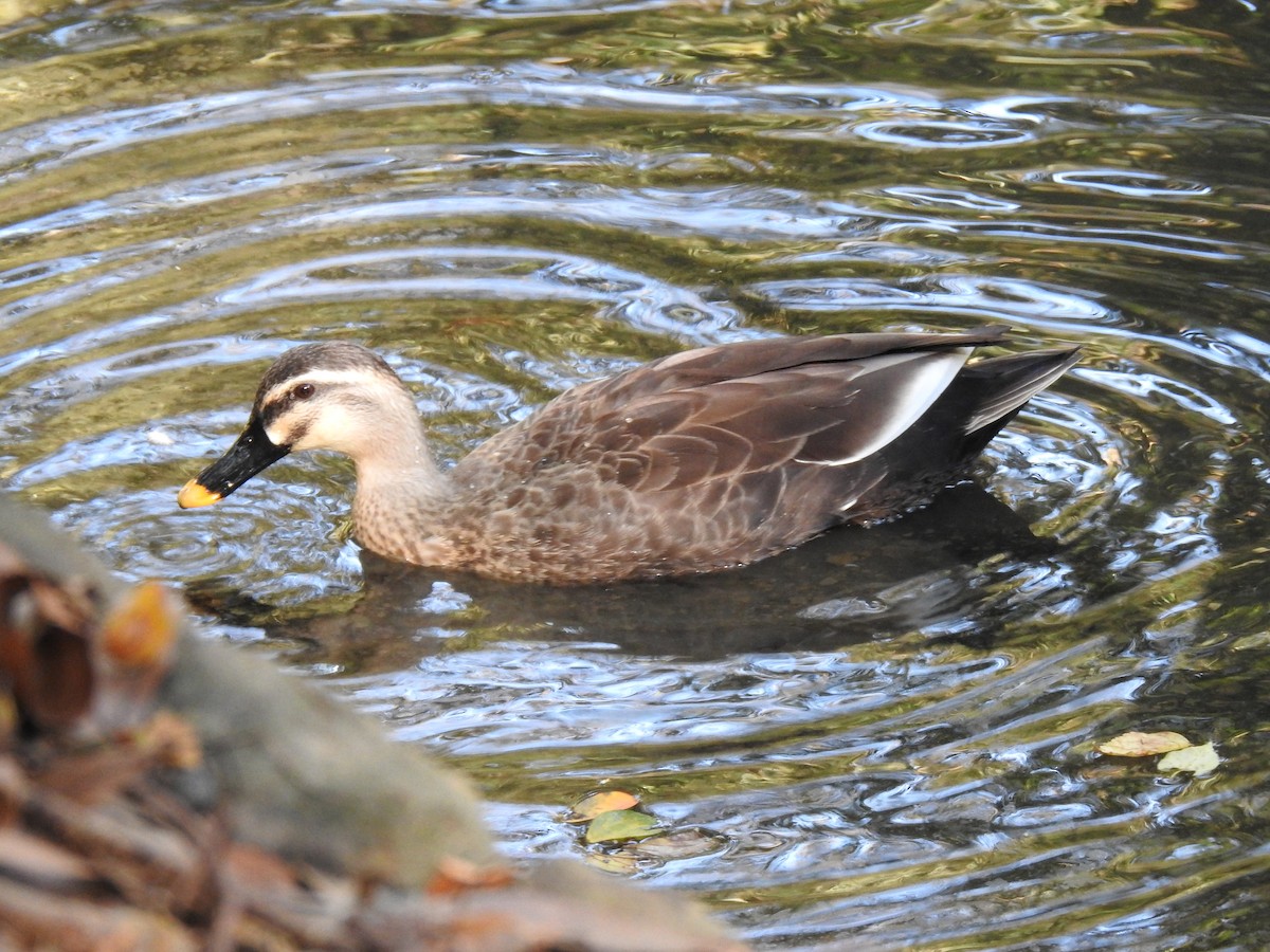 カルガモ - ML646037111