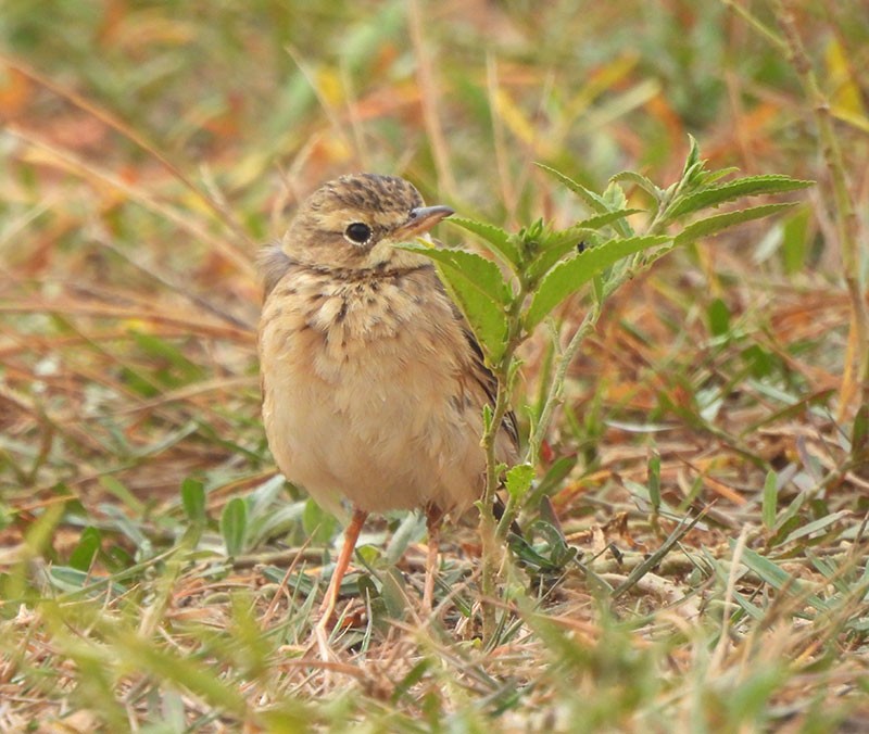 ヒメマミジロタヒバリ - ML646037113