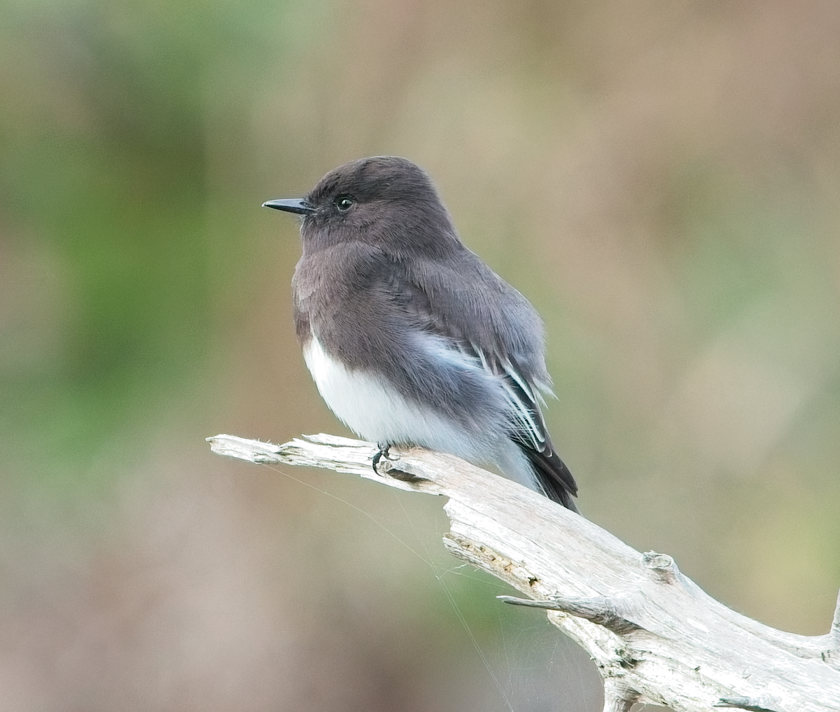 クロツキヒメハエトリ - ML646037114