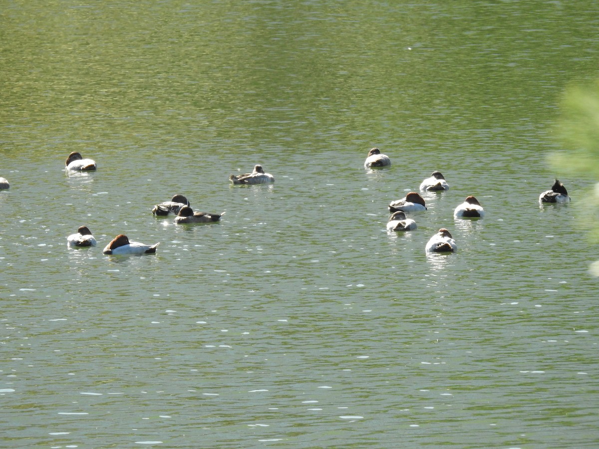 ホシハジロ - ML646037117