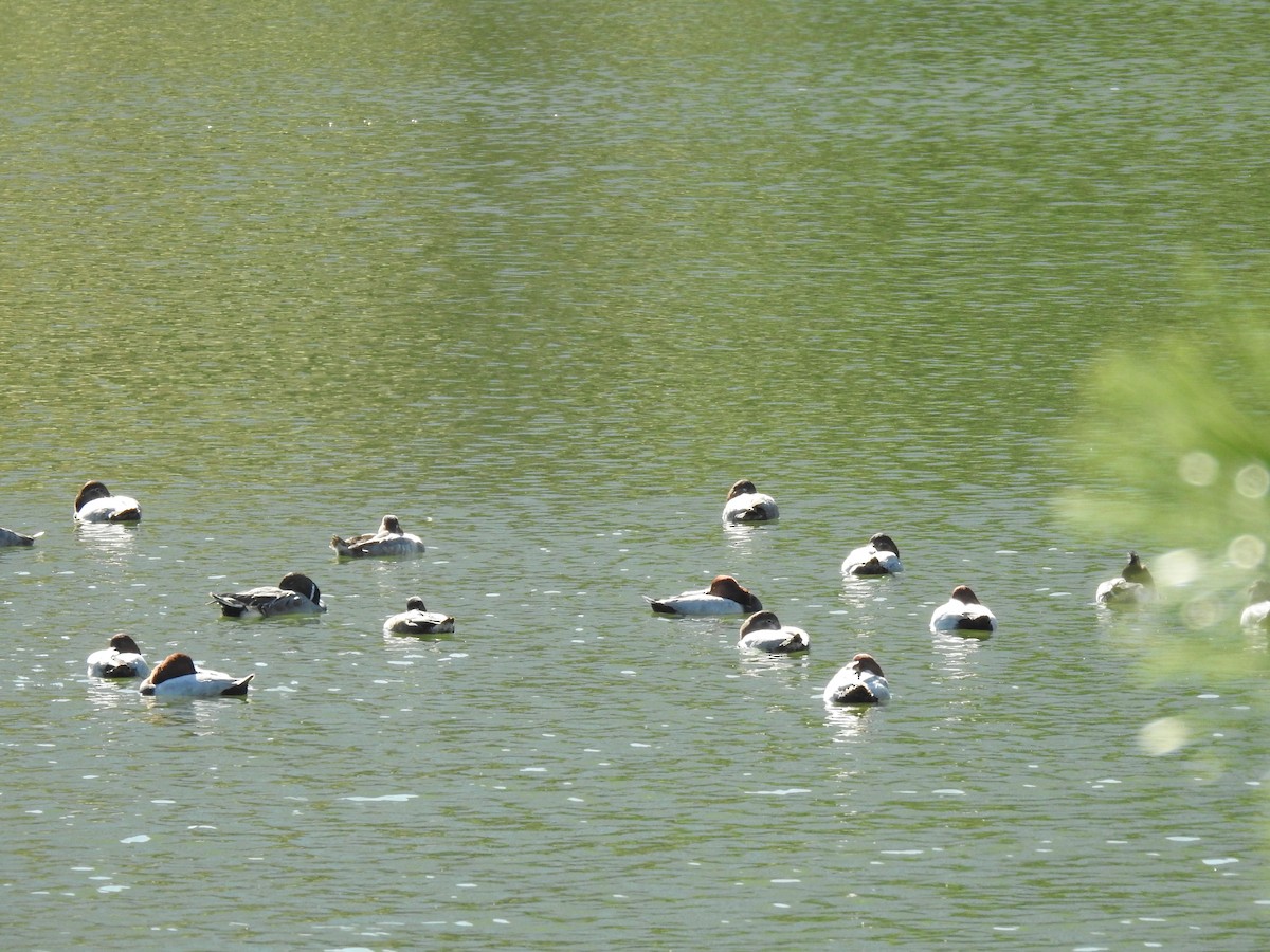 ホシハジロ - ML646037118