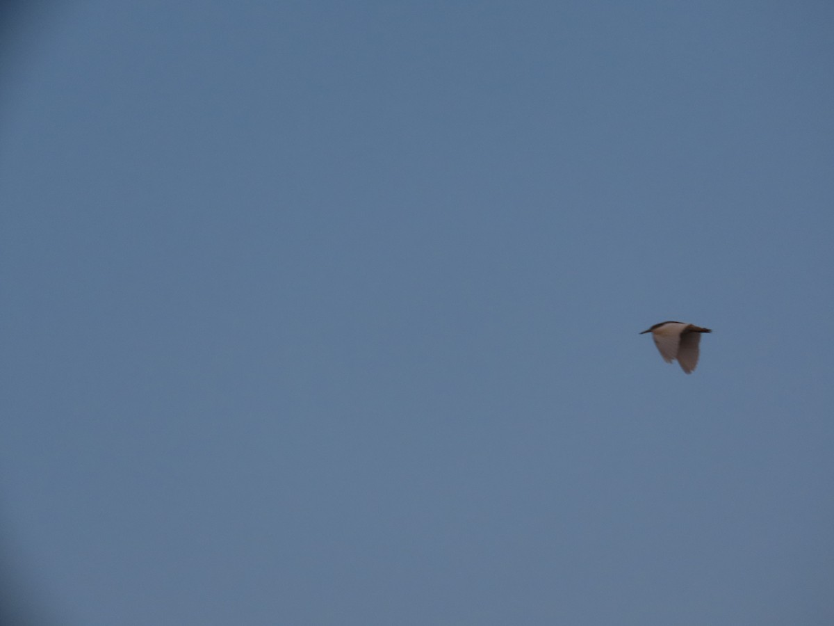 インドアカガシラサギ - ML646037121