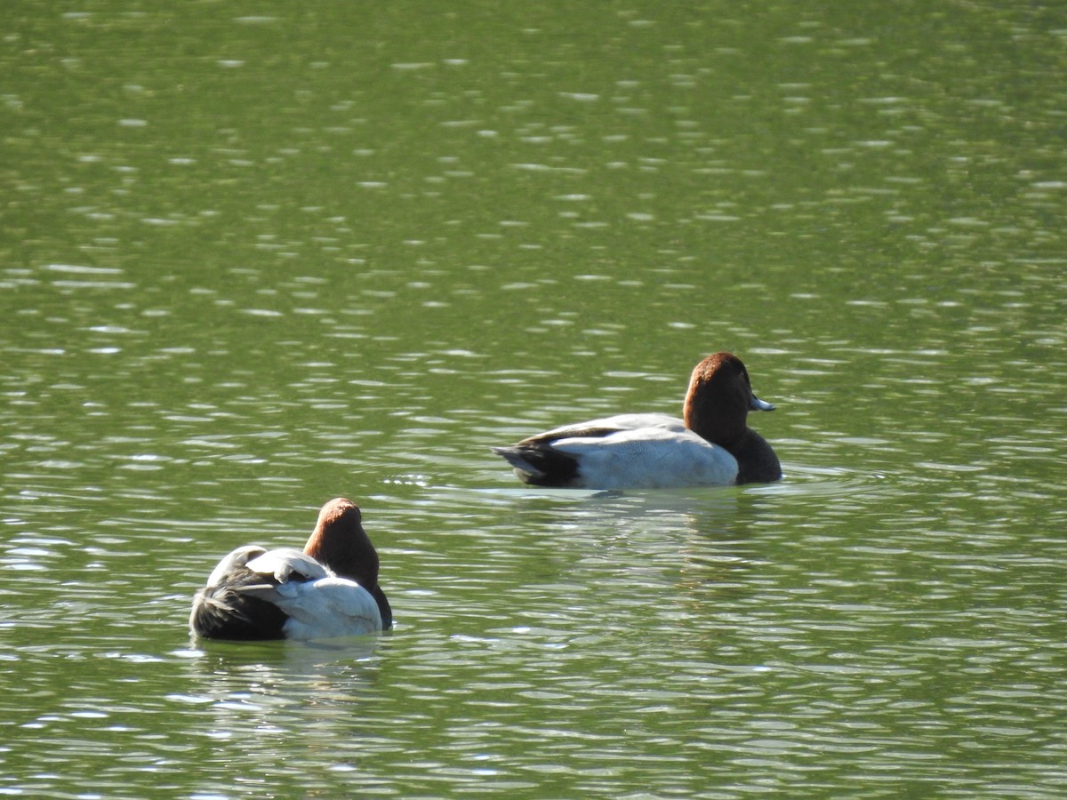 Common Pochard - ML646037122