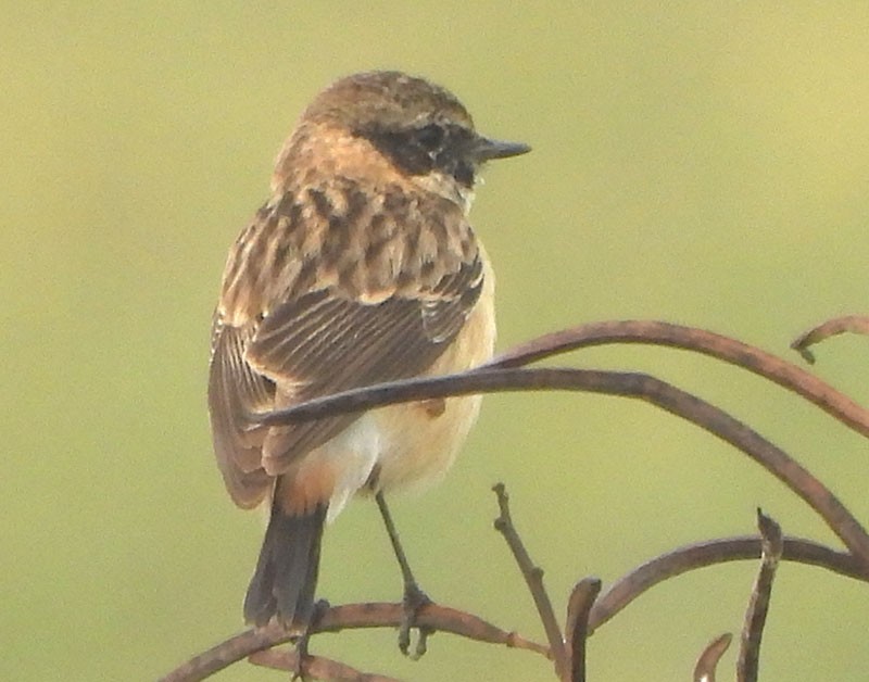 bramborníček sibiřský - ML646037124