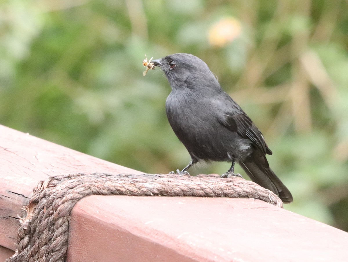 Southern Black-Flycatcher - ML646037127