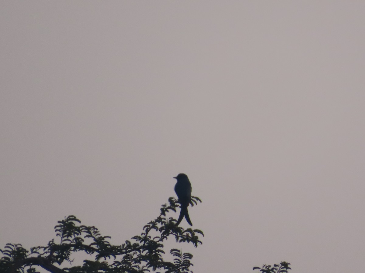 Black Drongo - ML646037133
