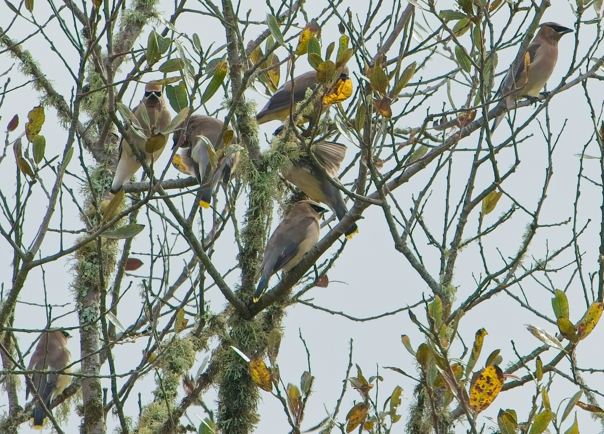 ציצנית אמריקנית - ML646037134