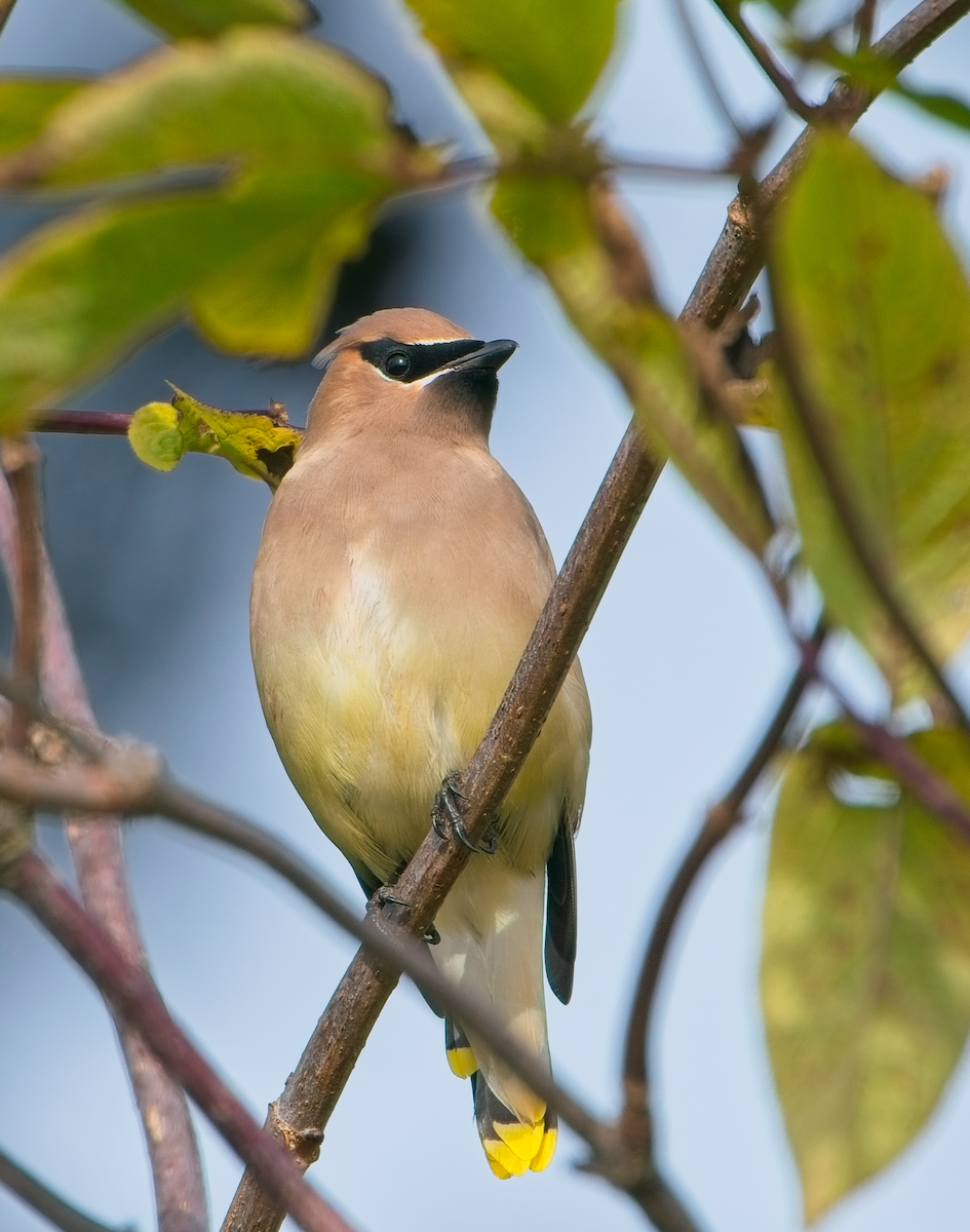 Buztanori amerikarra - ML646037135