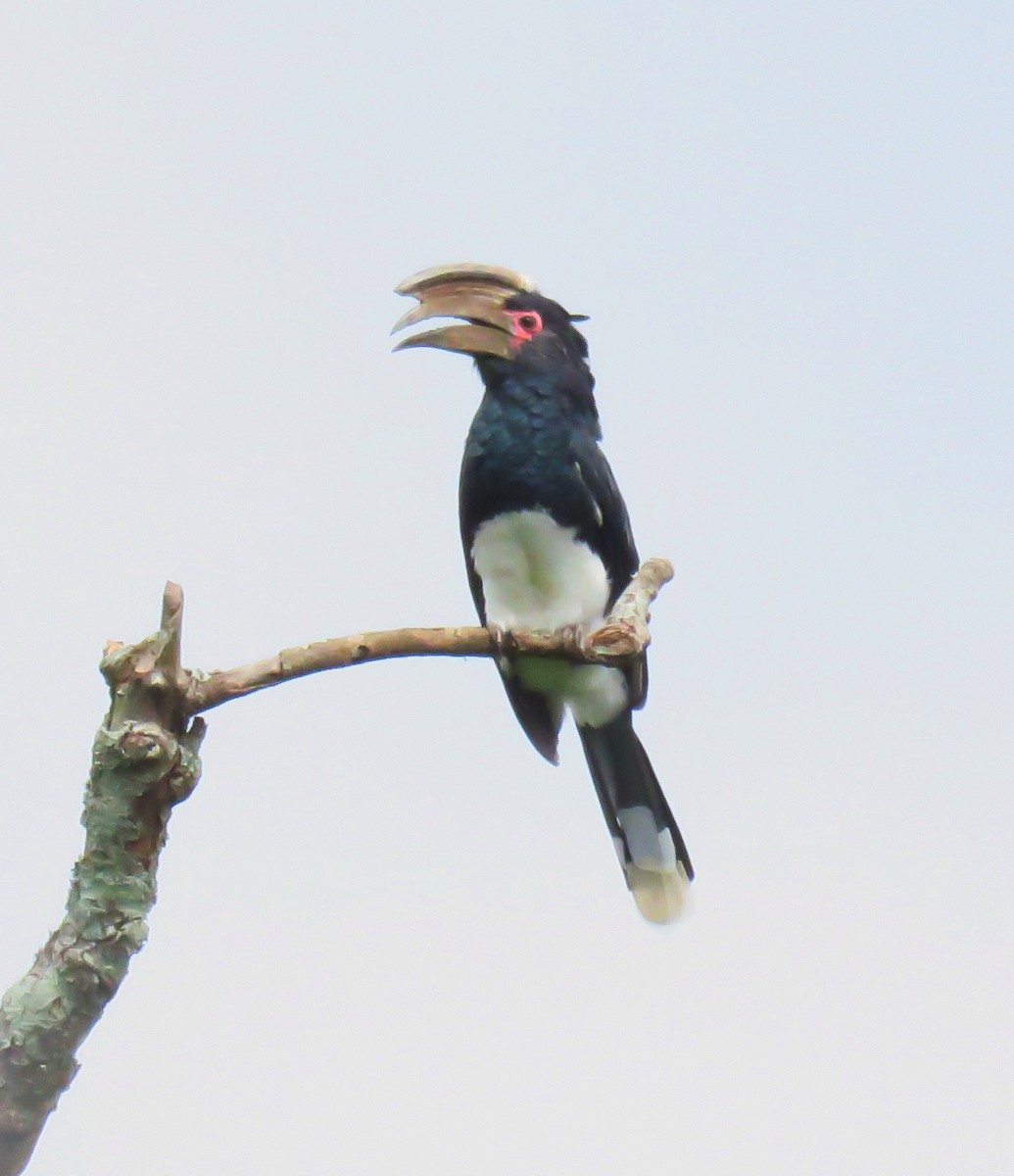 Trumpeter Hornbill - ML646037147